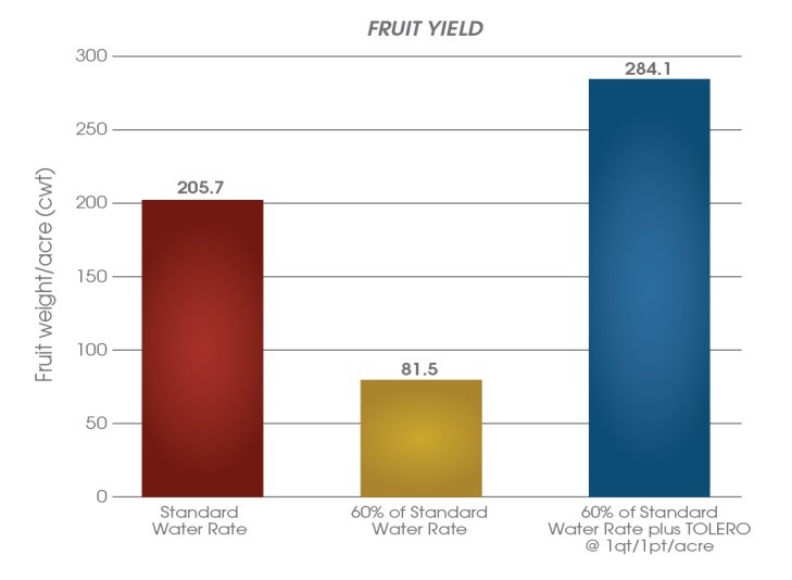 Tolero fruit yield