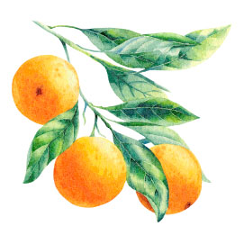 illustration mandarins