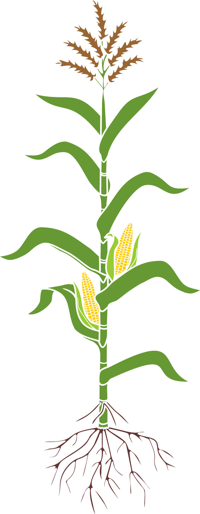 AdobeStock_265768973_corn-plant