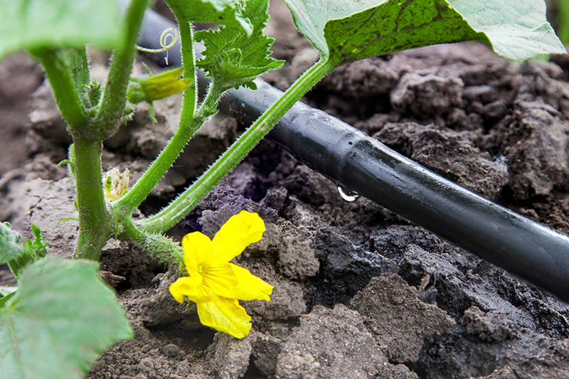 Seedling vegetable beds with drip irrigation system