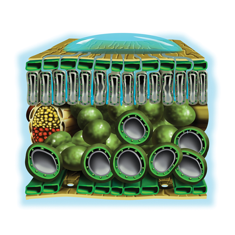 Image of plant cross section detailing how nonionic surfactants work