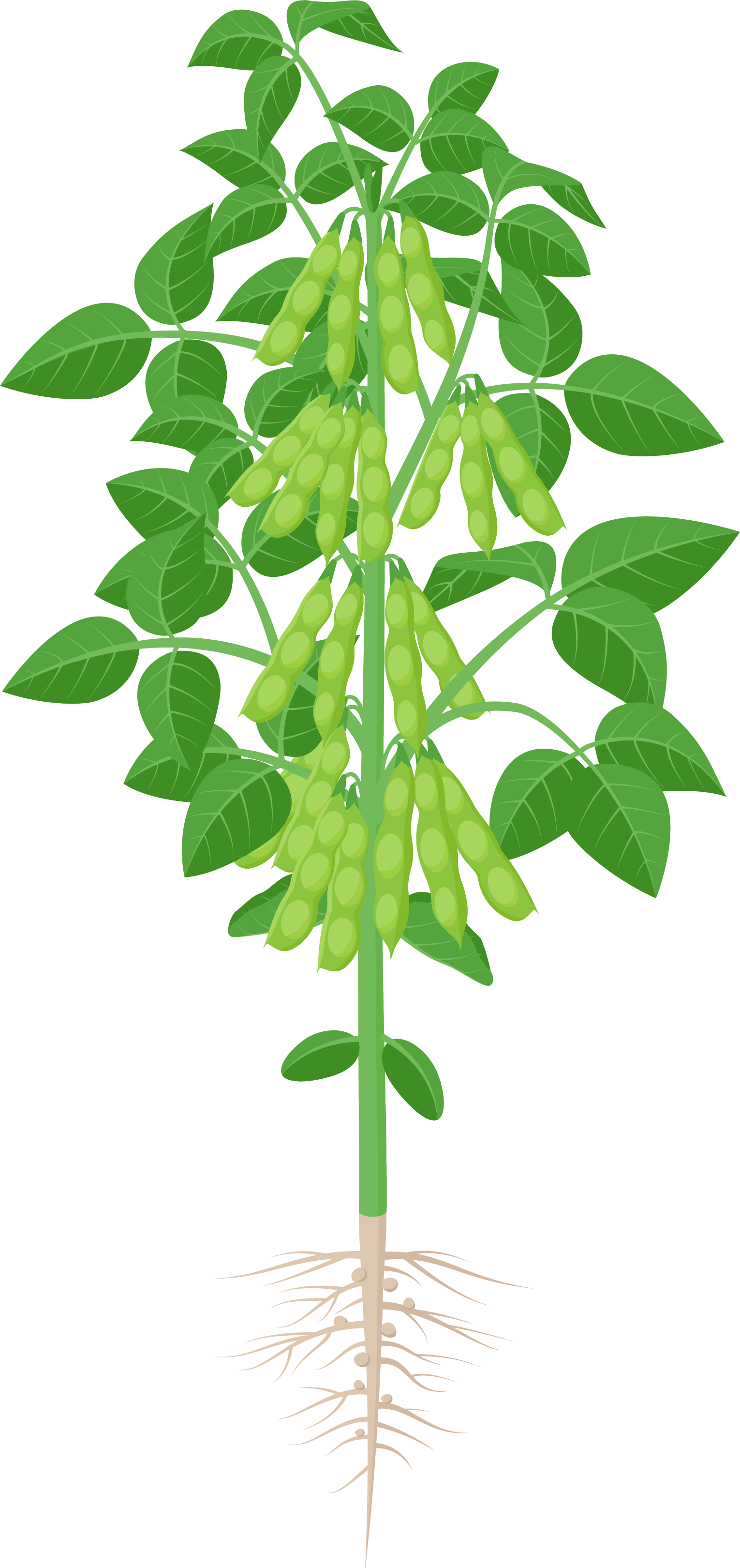 Soybean plant illustration detailing how activator adjuvants work