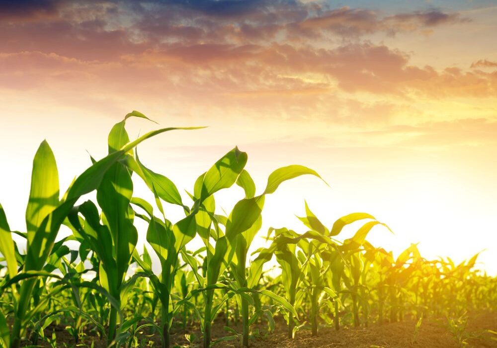 AdobeStock_159639252_small