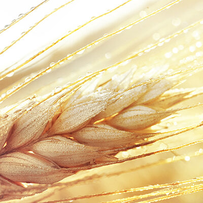 Dew drops on a gold ripe wheat ear close-up macro in sunlight . Wheat ear in droplets of dew in nature on a soft blurry golden background