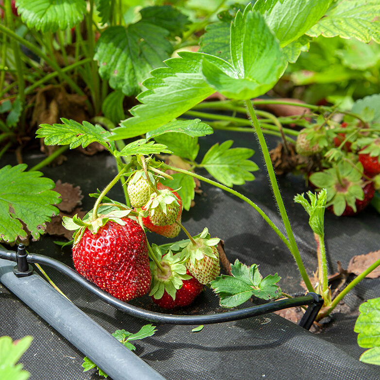 Strawberry bushes are moistened with drip irrigation.