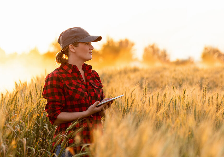 A woman farmer examines the field of cereals and sends data to t