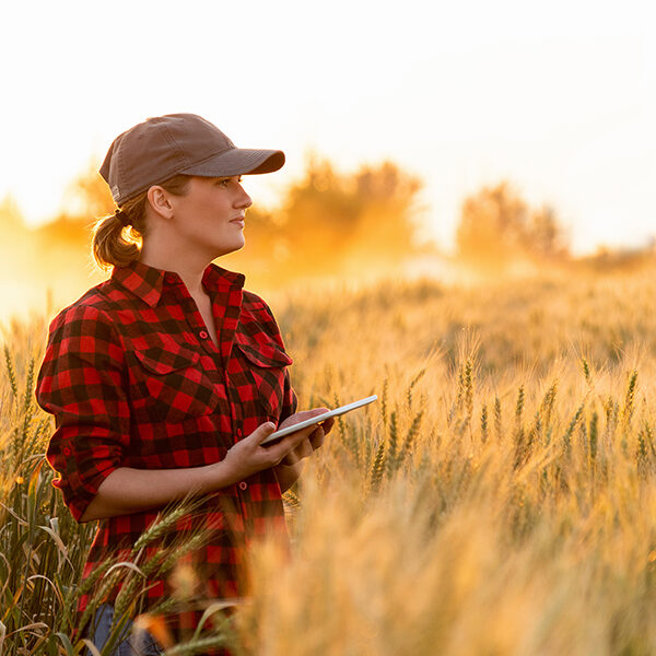 A woman farmer examines the field of cereals and sends data to t