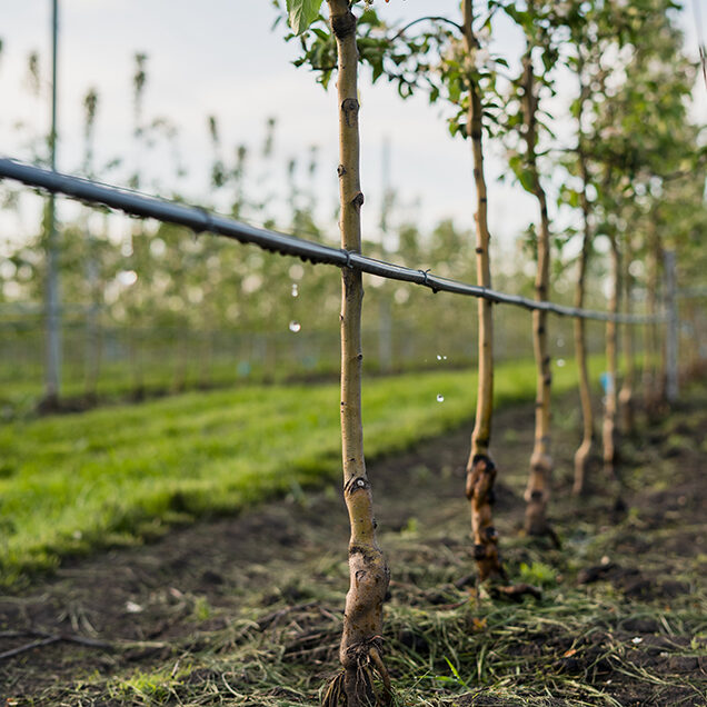 Using drip irrigation in a young apple tree garden.