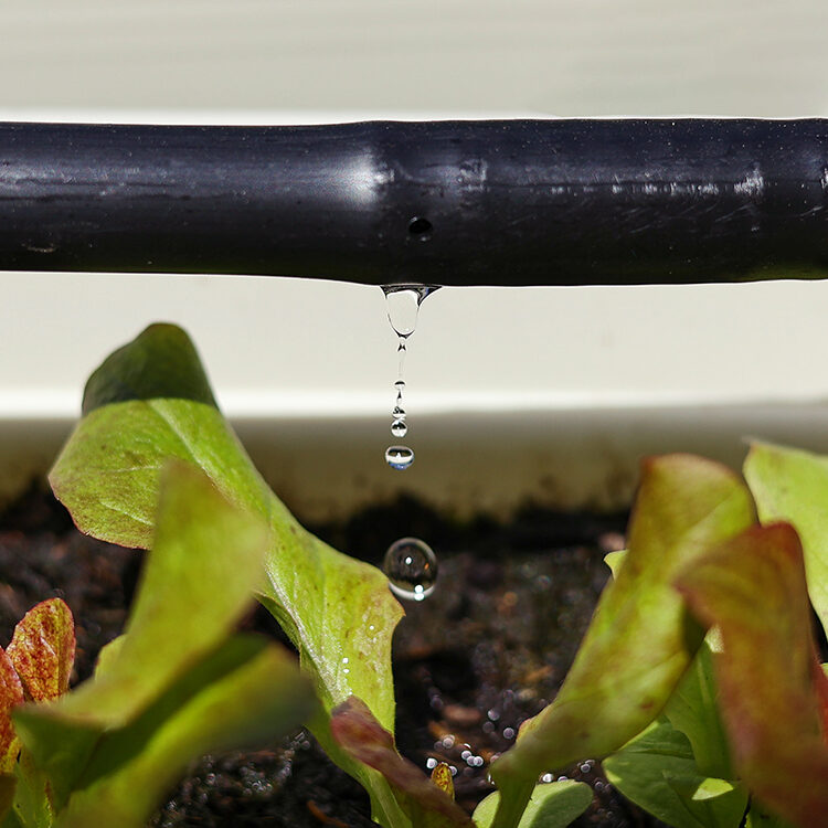 Drip Irrigation System Close Up.   Water saving drip irrigation