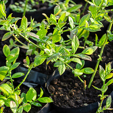 Two years old, growing seedlings (plants, shrub) of garden blueb