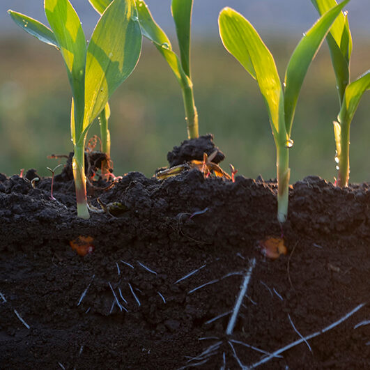 Young corn with roots with sun rays.