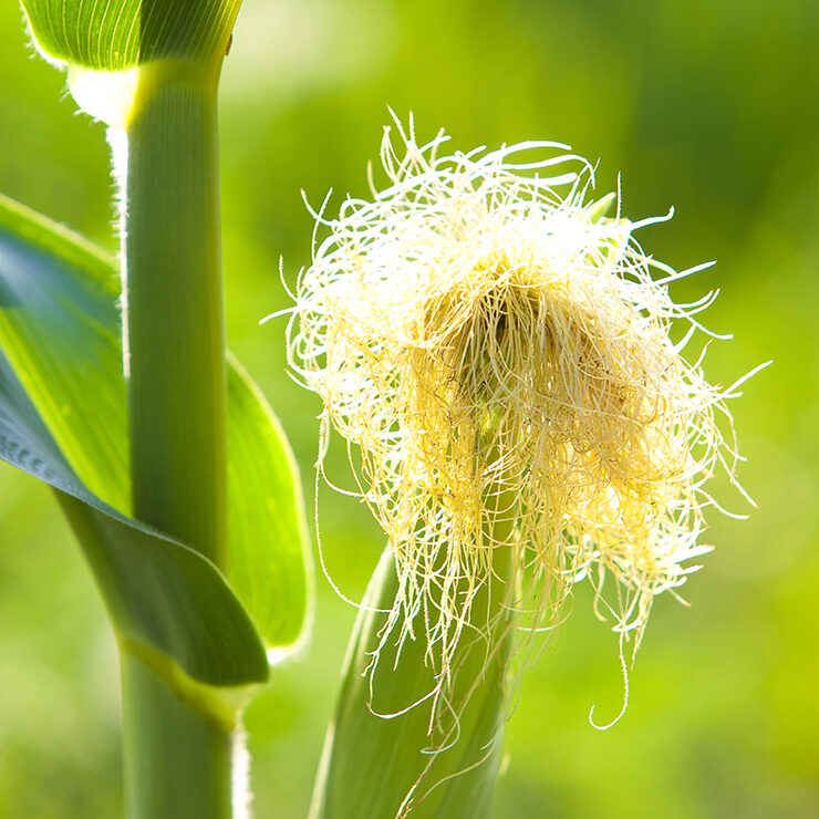 Corn_Silk-IMG_3379_crop