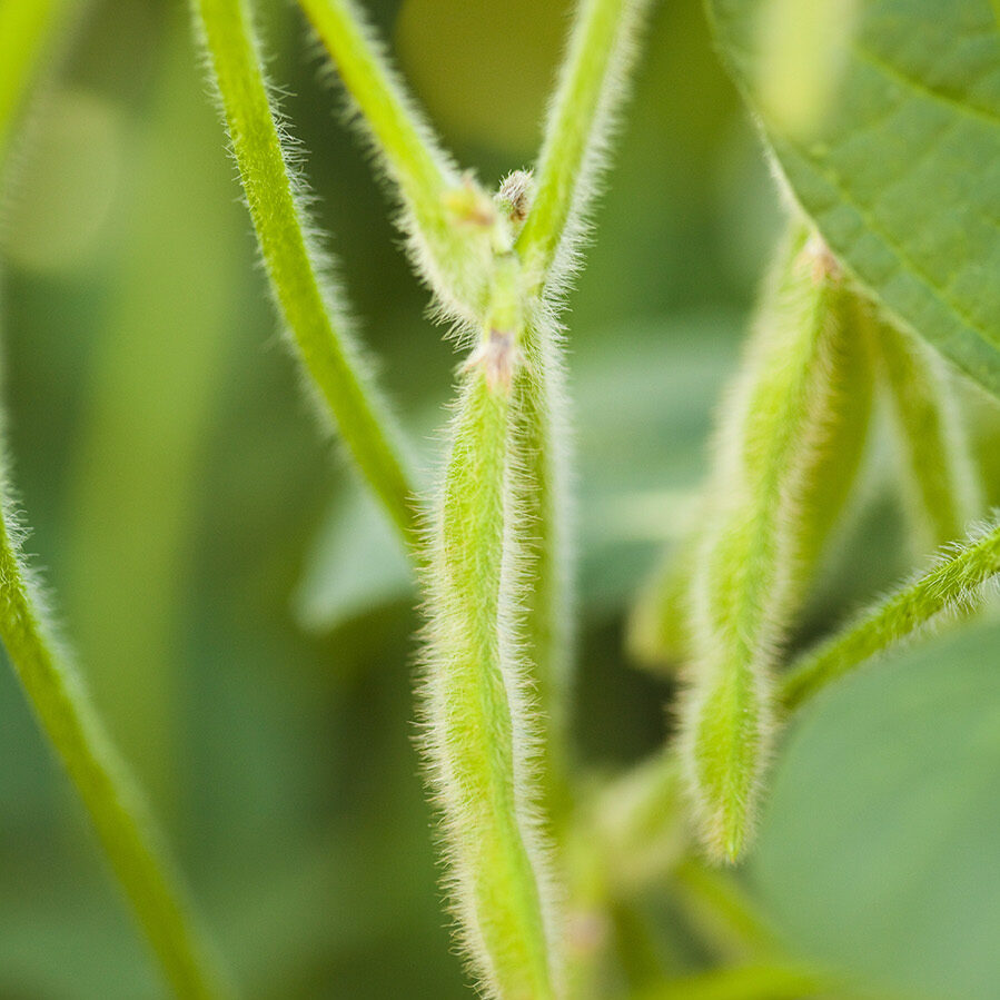 Soybean_Pods-IMG_3232-1
