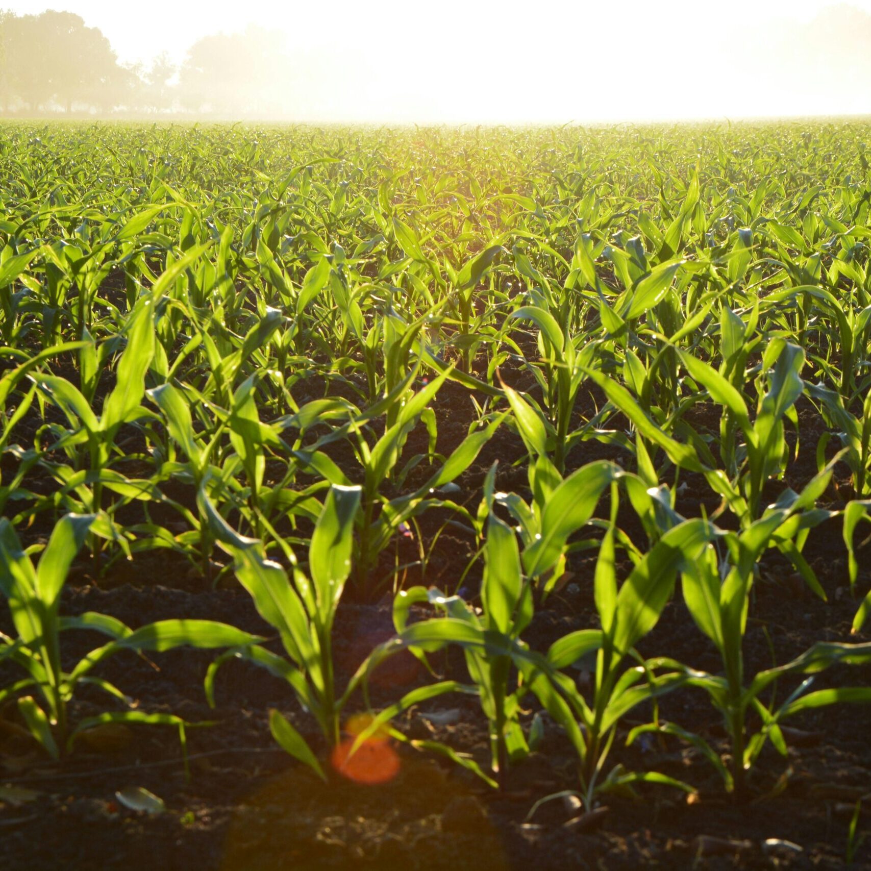 Cornfield with lush leaves